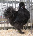 IMG_0038