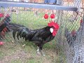 IMG_0014