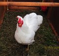 IMG_0559