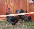 IMG_0567