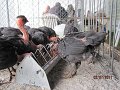 IMG_0575