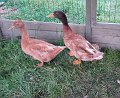 IMG_0492