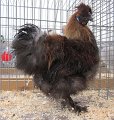 IMG_0036